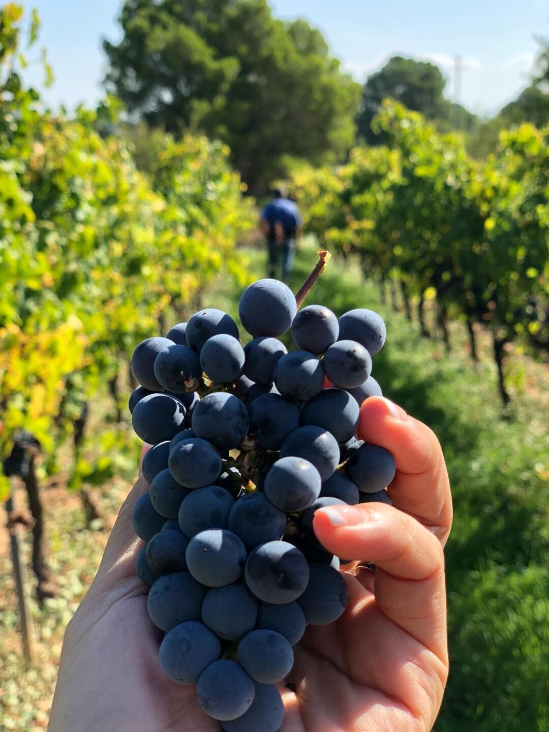 Bunch of dark grapes in a Patagonian vineyard