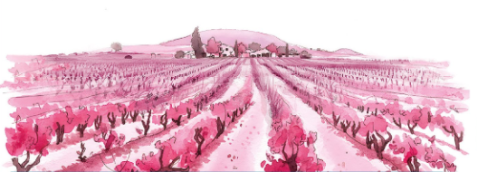 Pink watercolour illustration of Contino vineyard