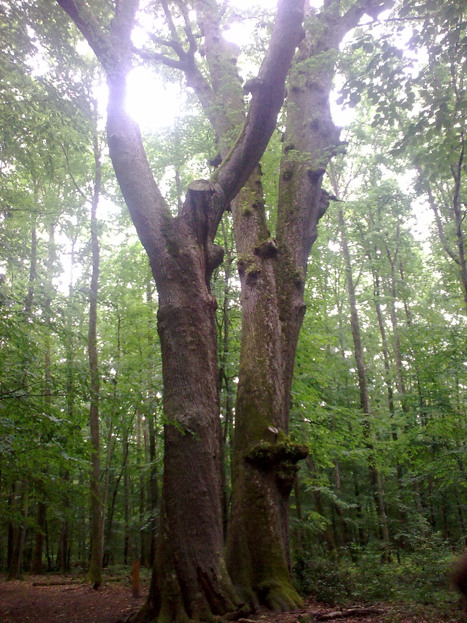 Ancient oak trees in the Allier Forest, Foret de Troncais, France