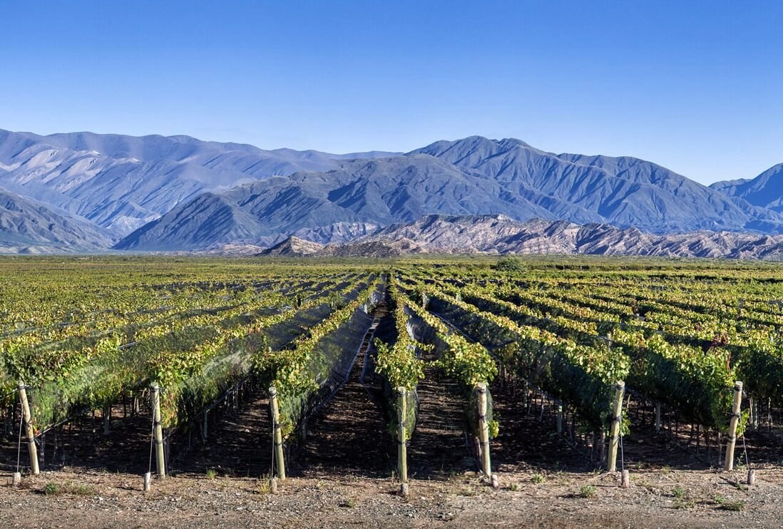 Catena Zapata vineyard rows with the Andes behind