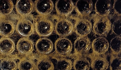 Cobweb-covered bottle bases stacked in the López de Heredia cellar